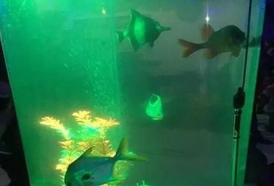 齊齊哈爾水族館vs祥龍魚場（齊齊哈爾水族館——祥龍魚場） 全國水族館企業(yè)名錄 第2張