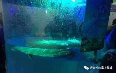 齊齊哈爾水族館vs祥龍魚場（齊齊哈爾水族館——祥龍魚場） 全國水族館企業(yè)名錄 第1張