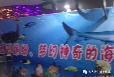 齊齊哈爾水族館vs祥龍魚場（齊齊哈爾水族館——祥龍魚場） 全國水族館企業(yè)名錄 第4張