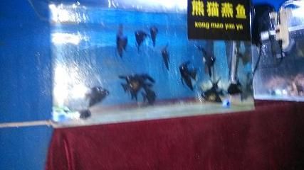 濮陽(yáng)水族館vs祥龍魚(yú)場(chǎng)（探討濮陽(yáng)水族館與祥龍魚(yú)場(chǎng)之間的差異，我們需要明確基本信息和特點(diǎn)） 全國(guó)水族館企業(yè)名錄 第1張