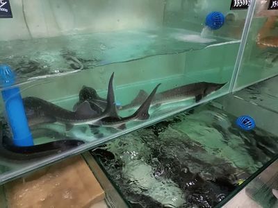 樂山水族館vs祥龍魚場（樂山水族館與祥龍魚場有什么區(qū)別？） 全國水族館企業(yè)名錄 第4張