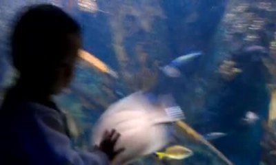 樂山水族館vs祥龍魚場（樂山水族館與祥龍魚場有什么區(qū)別？） 全國水族館企業(yè)名錄 第1張