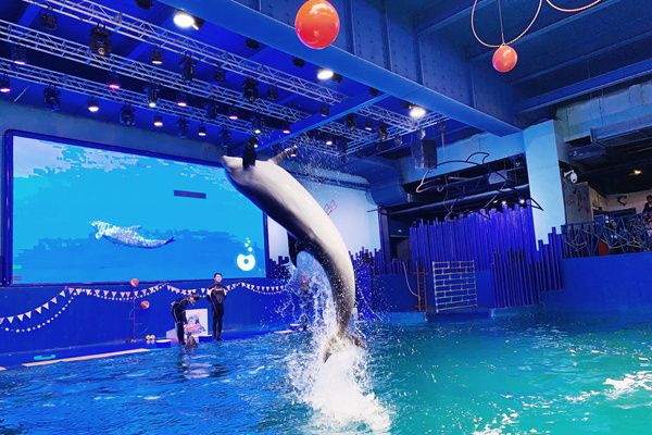 西安水族館vs祥龍魚場（西安水族館與祥龍魚場哪個好） 全國水族館企業(yè)名錄 第5張