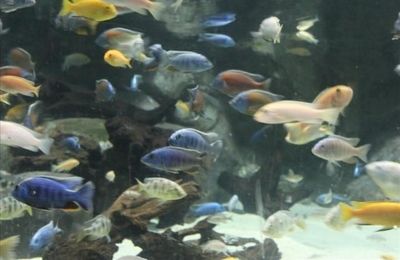 巢湖水族館vs祥龍魚場（巢湖水族館和祥龍魚場各有側(cè)重） 全國水族館企業(yè)名錄 第4張