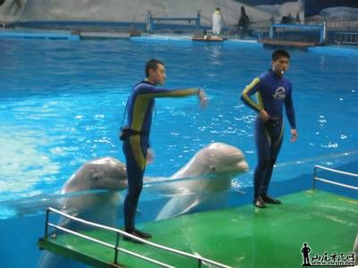 汕尾水族館vs祥龍魚場(chǎng)（汕尾水族館與祥龍魚場(chǎng)的區(qū)別） 全國(guó)水族館企業(yè)名錄 第4張