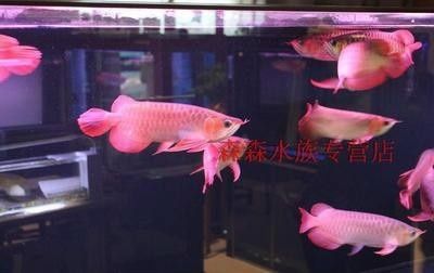 長(zhǎng)治龍魚vs祥龍魚場(chǎng)（探討長(zhǎng)治龍魚與祥龍魚場(chǎng)的差異之前，我們需要明確兩者所指的具體內(nèi)容） 全國(guó)水族館企業(yè)名錄 第4張