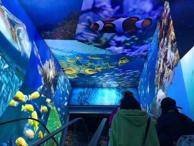 麗江水族館vs祥龍魚場（麗江水族館與祥龍魚場有什么區(qū)別？） 全國水族館企業(yè)名錄 第1張