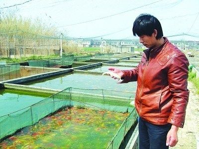 揚州龍魚vs祥龍魚場（揚州龍魚與祥龍魚場的區(qū)別） 全國水族館企業(yè)名錄 第1張