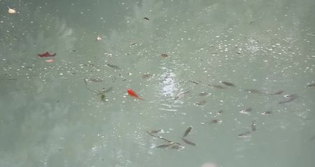 揚州龍魚vs祥龍魚場（揚州龍魚與祥龍魚場的區(qū)別） 全國水族館企業(yè)名錄 第3張