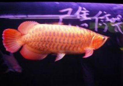 揚州龍魚vs祥龍魚場（揚州龍魚與祥龍魚場的區(qū)別） 全國水族館企業(yè)名錄 第2張