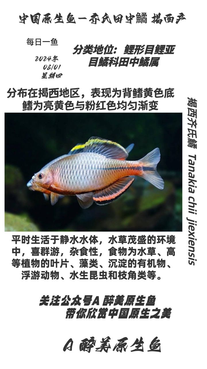 揭西齊氏鱊（分布在揭西地區(qū)在揭西地區(qū)） 觀賞魚論壇