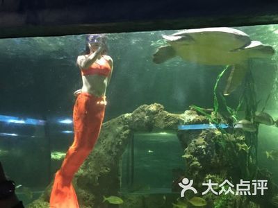 淮南水族館vs祥龍魚場(chǎng)（探討淮南水族館與祥龍魚場(chǎng)之間的差異時(shí)，我們可以從多個(gè)角度分析） 全國(guó)水族館企業(yè)名錄 第1張