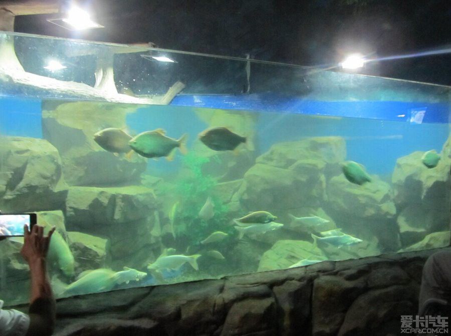 鄂州水族館vs祥龍魚場（湖北鄂州水族館是一個專注于龍魚養(yǎng)殖和出口的企業(yè)） 全國水族館企業(yè)名錄 第5張