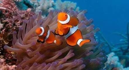 梧州水族館vs祥龍魚場（梧州水族館和祥龍魚場各有其特色和優(yōu)勢） 全國水族館企業(yè)名錄 第4張