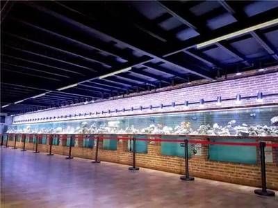 中山水族館vs祥龍魚場（中山水族館和祥龍魚場可能更專注于龍魚的養(yǎng)殖和銷售） 全國水族館企業(yè)名錄 第1張