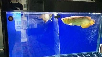 大連龍魚vs祥龍魚場（大連龍魚與祥龍魚場的區(qū)別） 全國水族館企業(yè)名錄 第2張