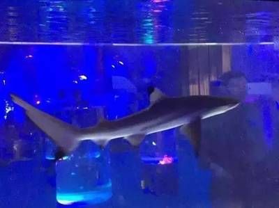 呼和浩特水族館vs祥龍魚場（呼和浩特水族館與祥龍魚場各有側重） 全國水族館企業(yè)名錄 第2張