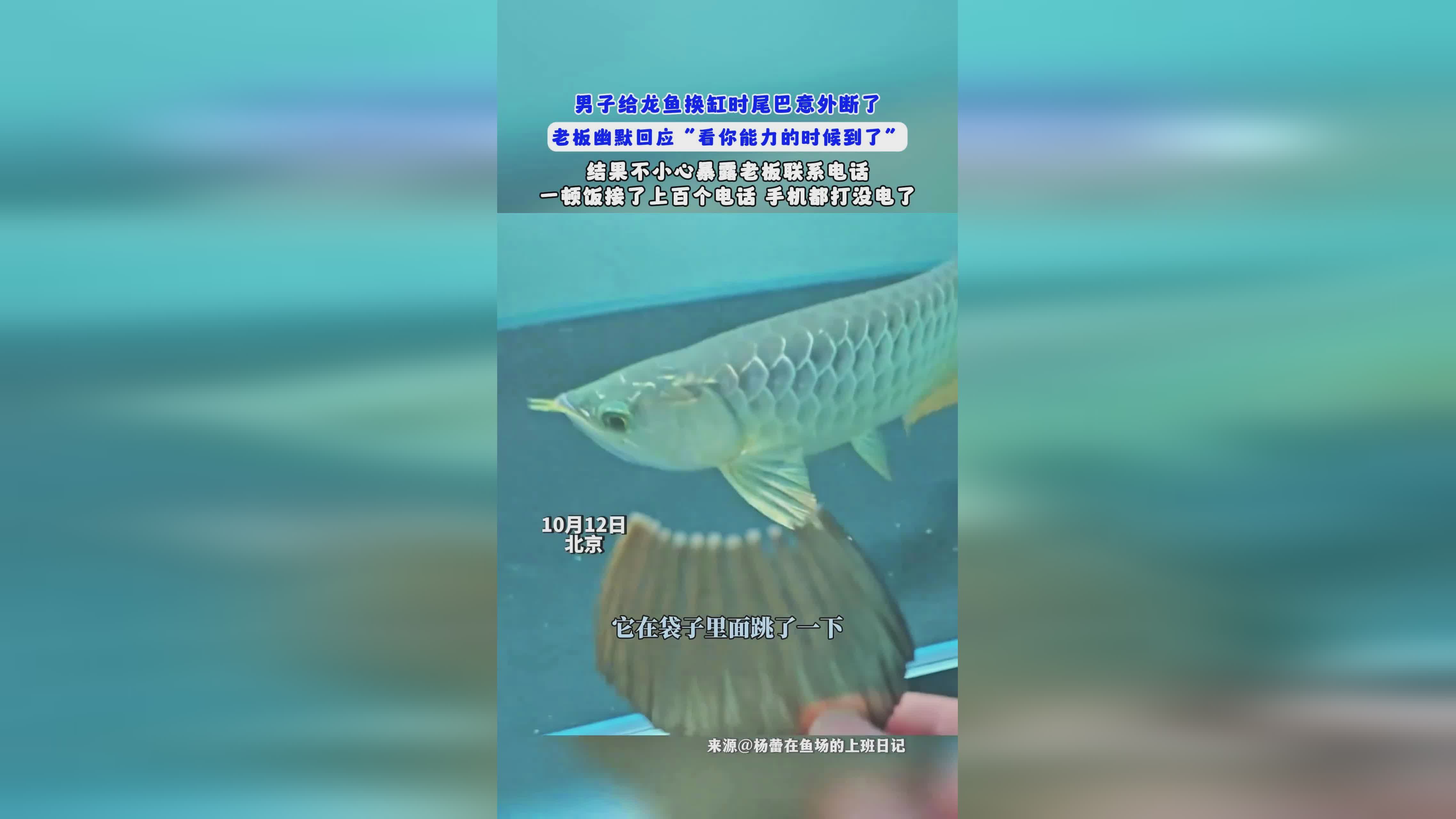 鶴壁龍魚vs祥龍魚場（鶴壁龍魚與祥龍魚場的區(qū)別） 全國水族館企業(yè)名錄 第2張