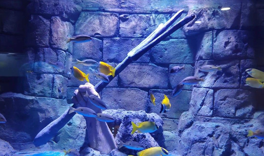 漯河水族館vs祥龍魚場（對比漯河水族館和祥龍魚場的相關(guān)信息） 全國水族館企業(yè)名錄 第3張