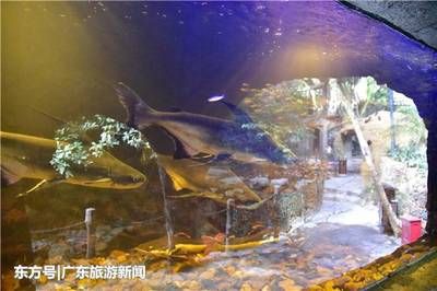 清遠(yuǎn)水族館vs祥龍魚場（探討清遠(yuǎn)水族館與祥龍魚場之間的差異之前需要明確兩者的基本信息和業(yè)務(wù)范圍） 全國水族館企業(yè)名錄 第4張