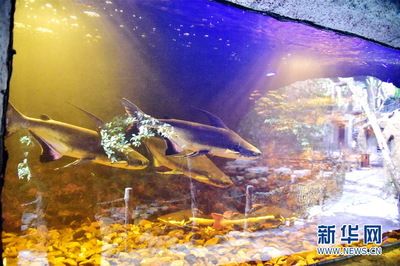 清遠(yuǎn)水族館vs祥龍魚場（探討清遠(yuǎn)水族館與祥龍魚場之間的差異之前需要明確兩者的基本信息和業(yè)務(wù)范圍） 全國水族館企業(yè)名錄 第5張