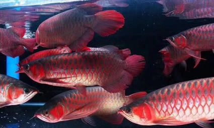 承德水族館vs祥龍魚(yú)場(chǎng)（承德水族館和祥龍魚(yú)場(chǎng)各有什么優(yōu)勢(shì)？） 全國(guó)水族館企業(yè)名錄 第4張