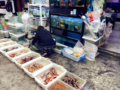 揚州水族館vs祥龍魚場（揚州水族館與祥龍魚場有什么區(qū)別？） 全國水族館企業(yè)名錄 第1張