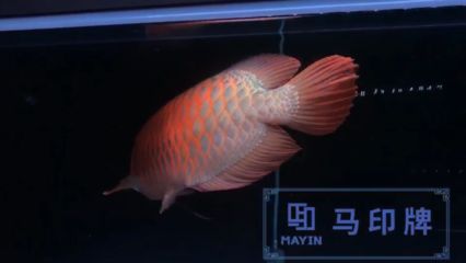 大同龍魚vs祥龍魚場（什么是大同龍魚） 全國水族館企業(yè)名錄 第1張