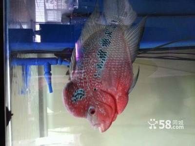 大同龍魚vs祥龍魚場（什么是大同龍魚） 全國水族館企業(yè)名錄 第5張