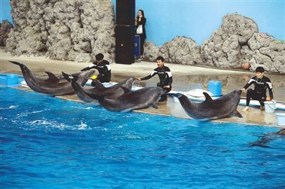 南平水族館vs祥龍魚場（南平水族館和祥龍魚場有什么區(qū)別？） 全國水族館企業(yè)名錄 第3張