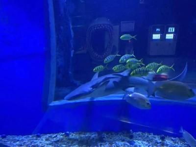 鄂爾多斯水族館vs祥龍魚場（內蒙古鄂爾多斯水族館和祥龍魚場和觀賞魚有什么關系） 全國水族館企業(yè)名錄 第3張