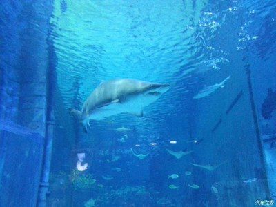 葫蘆島水族館vs祥龍魚(yú)場(chǎng)（葫蘆島水族館和祥龍魚(yú)場(chǎng)是與水族相關(guān)的場(chǎng)所，但它們之間存在區(qū)別） 全國(guó)水族館企業(yè)名錄 第3張