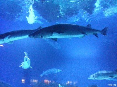 葫蘆島水族館vs祥龍魚(yú)場(chǎng)（葫蘆島水族館和祥龍魚(yú)場(chǎng)是與水族相關(guān)的場(chǎng)所，但它們之間存在區(qū)別） 全國(guó)水族館企業(yè)名錄 第2張