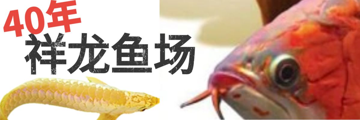 藍(lán)天龍魚vs祥龍魚場(chǎng)（祥龍魚場(chǎng)與藍(lán)天龍魚之間的區(qū)別） 全國(guó)水族館企業(yè)名錄 第1張