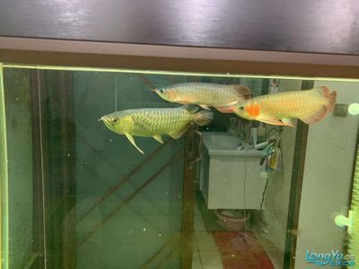 貴陽龍魚vs祥龍魚場（“貴陽龍魚”與“祥龍魚場”） 全國水族館企業(yè)名錄 第4張