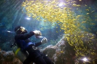 鶴壁水族館vs祥龍魚場（鶴壁水族館和祥龍魚場有什么區(qū)別？） 全國水族館企業(yè)名錄 第4張