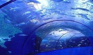 鶴壁水族館vs祥龍魚場（鶴壁水族館和祥龍魚場有什么區(qū)別？）