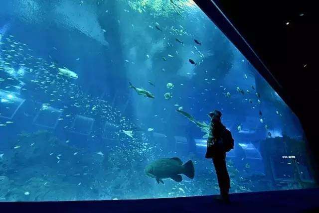 牡丹江水族館vs祥龍魚場（牡丹江水族館與祥龍魚場各有其特色和優(yōu)勢） 全國水族館企業(yè)名錄 第5張