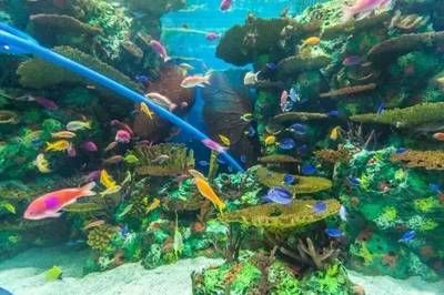 寧波水族館vs祥龍魚場（寧波水族館和祥龍魚場各有特點(diǎn)） 全國水族館企業(yè)名錄 第1張