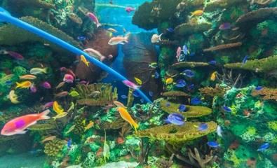 寧波水族館vs祥龍魚場（寧波水族館和祥龍魚場各有特點(diǎn)） 全國水族館企業(yè)名錄 第3張