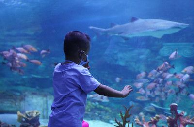 寧波水族館vs祥龍魚場（寧波水族館和祥龍魚場各有特點(diǎn)） 全國水族館企業(yè)名錄 第5張