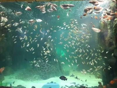 黃岡水族館vs祥龍魚場(chǎng)（探討黃岡水族館與祥龍魚場(chǎng)之間的差異之前需要明確基本信息） 全國水族館企業(yè)名錄 第2張