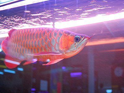 臺灣水族館vs祥龍魚場（臺灣水族館與祥龍魚場之間的差異之前，我們需要明確的搜索結果） 全國水族館企業(yè)名錄 第4張