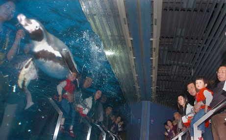 臺灣水族館vs祥龍魚場（臺灣水族館與祥龍魚場之間的差異之前，我們需要明確的搜索結果） 全國水族館企業(yè)名錄 第1張