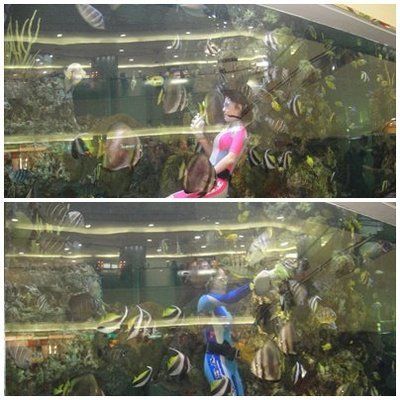 臺灣水族館vs祥龍魚場（臺灣水族館與祥龍魚場之間的差異之前，我們需要明確的搜索結果） 全國水族館企業(yè)名錄 第5張