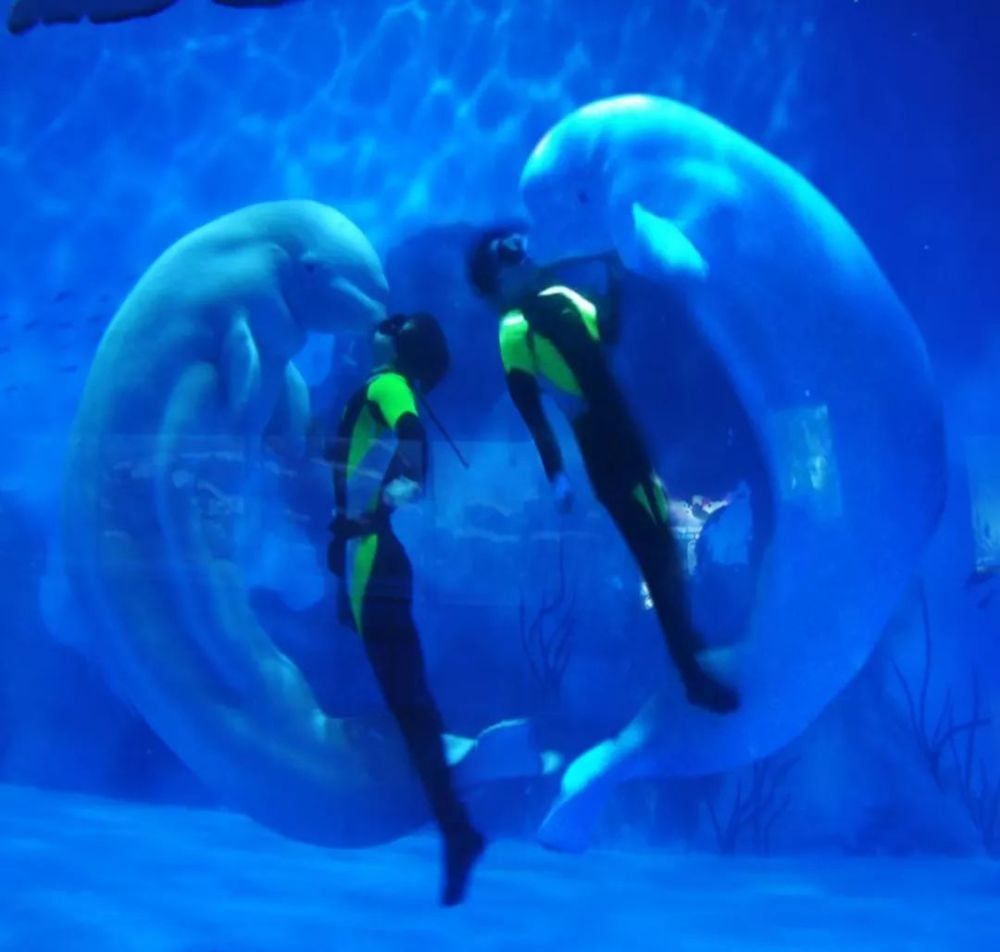 天津水族館vs祥龍魚場（天津水族館與祥龍魚場的區(qū)別） 全國水族館企業(yè)名錄 第4張