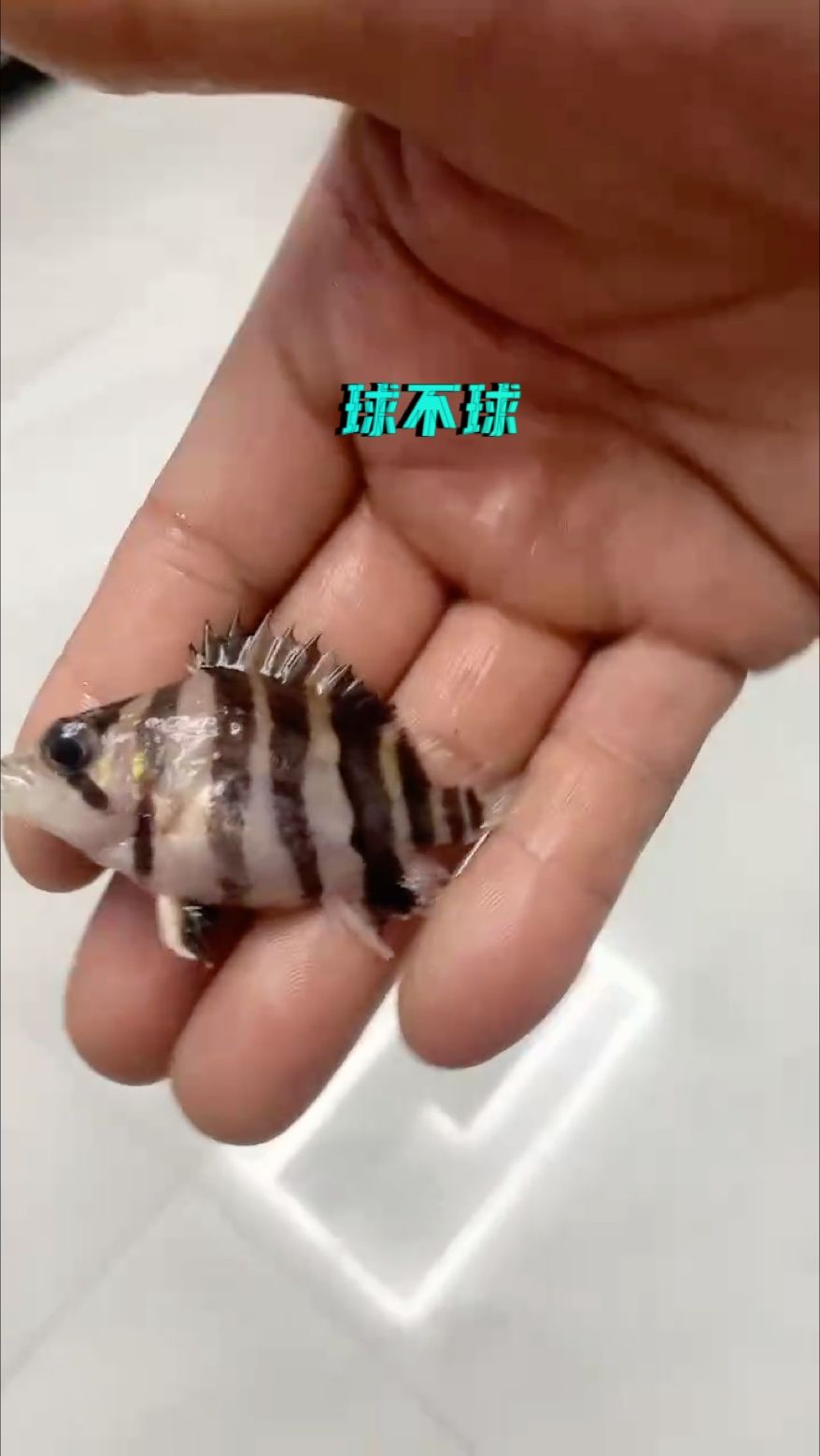 球虎（球虎,小伙不帥_人見(jiàn)人愛(ài)） 觀賞魚論壇 第1張