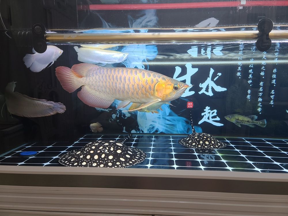 一堆小不點(diǎn)（找?guī)讉€(gè)伴兒,五子登科評(píng)論：棒） 觀賞魚論壇 第3張