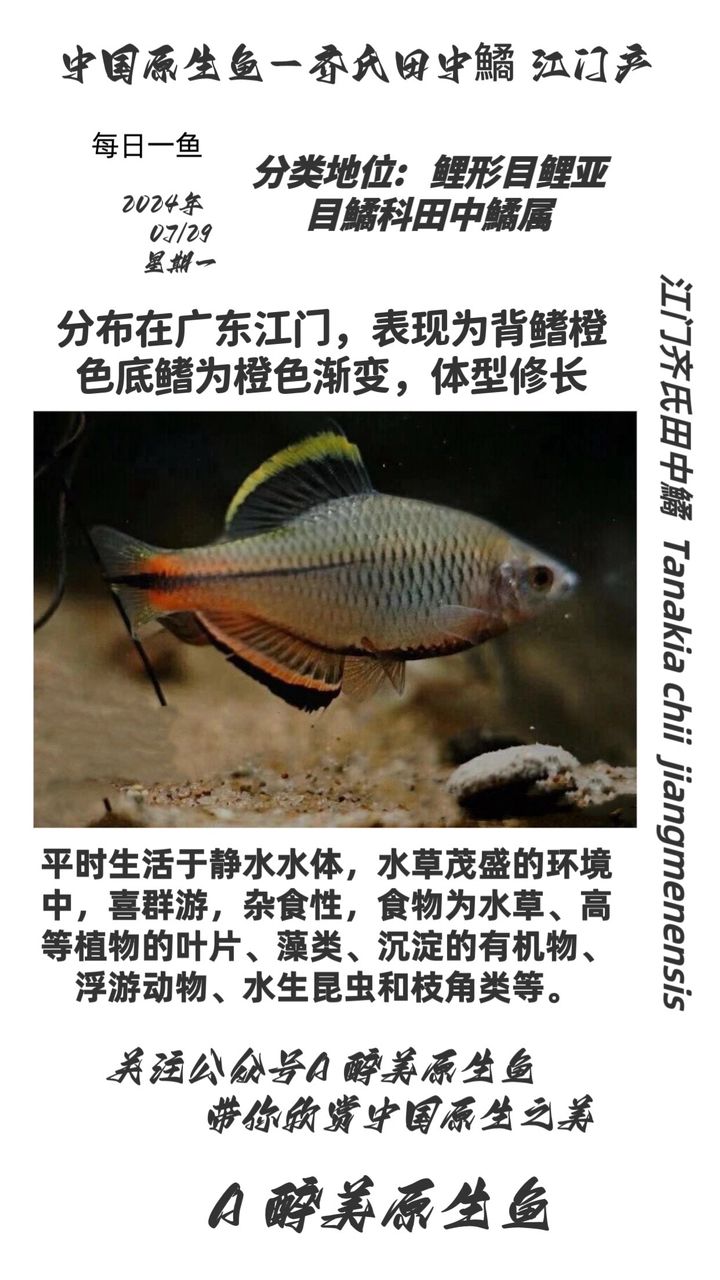 江門齊氏鱊（江門齊） 觀賞魚論壇