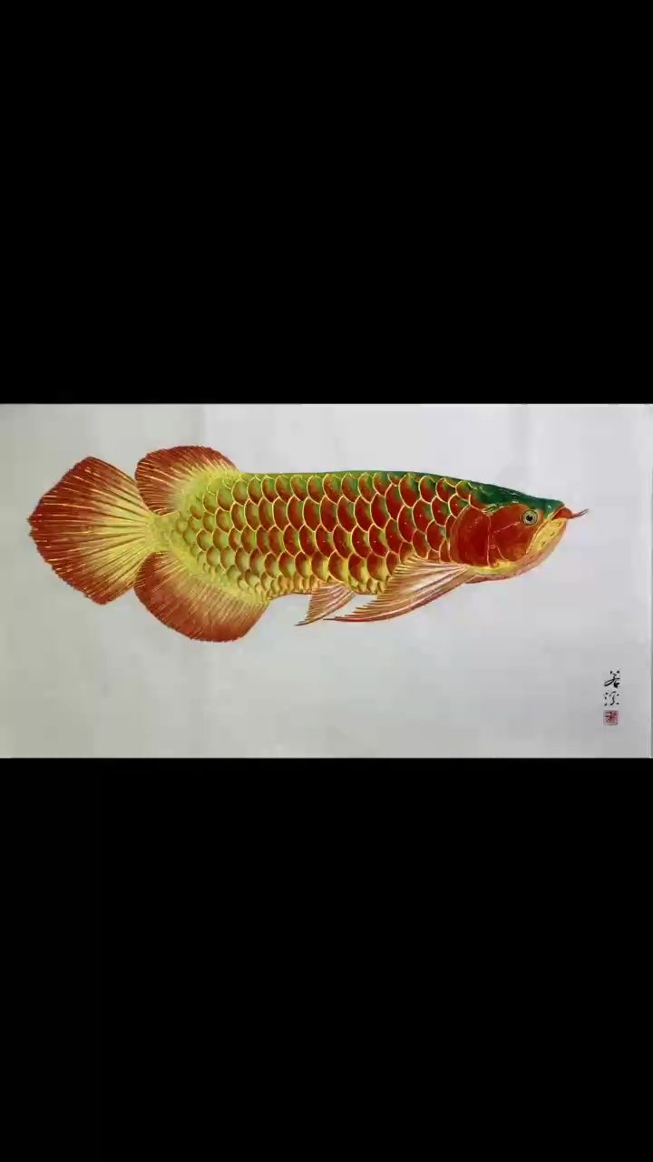 紅龍龍魚畫（[kafei],小魚慢慢養(yǎng)評論：金錢的味道）